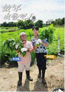 始信峰观景平台与竖琴松，远处峰林在晨雾中层层退去